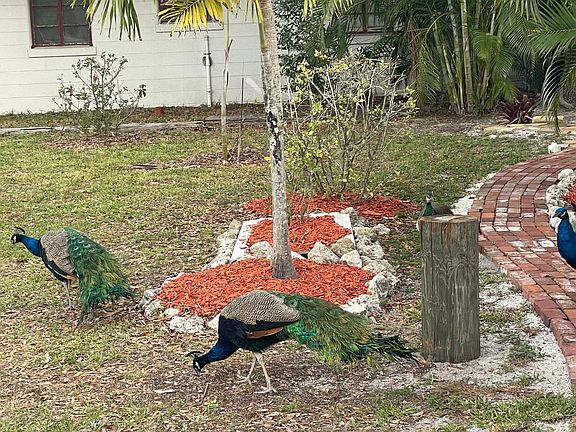 4th image of 4306 Sarasota Ave