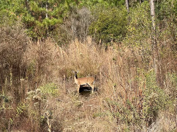 0 Stanford Lake Rd, Poplarville, MS 39470