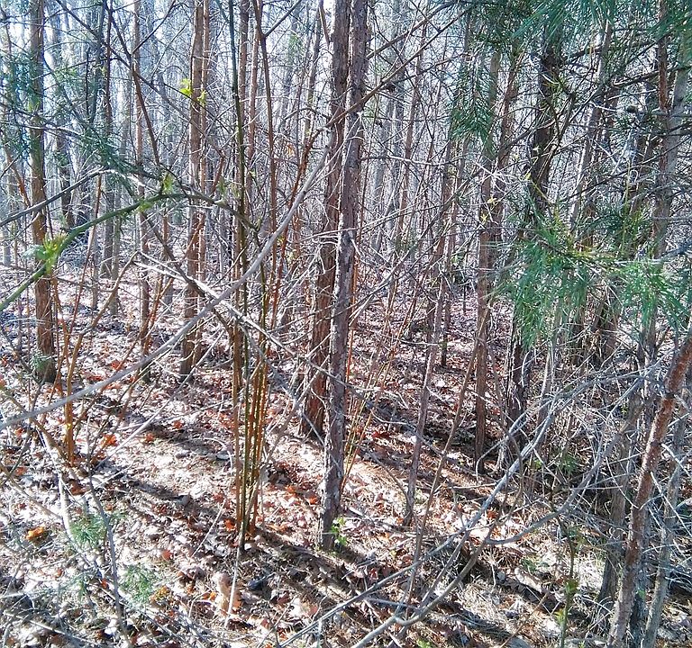 2nd image of LOT 36 Panther Falls Rd