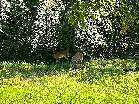 2nd image of 15514 Nickens Rd