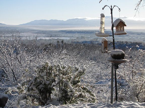 View from the back yard
