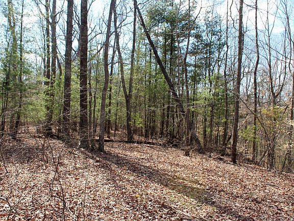 Secondary point with evergrees and hardwoods 