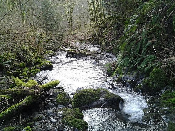 Burris creek 