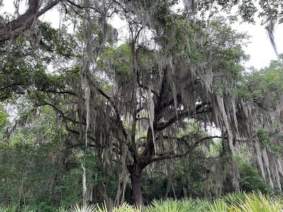 169 Willow Oak Way, Palm Coast, FL, 32137