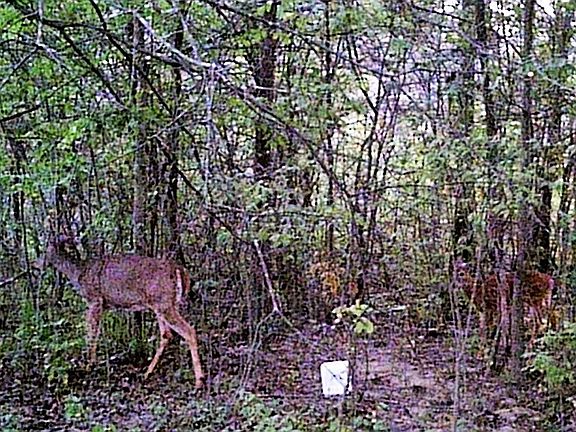 Some of the wildlife