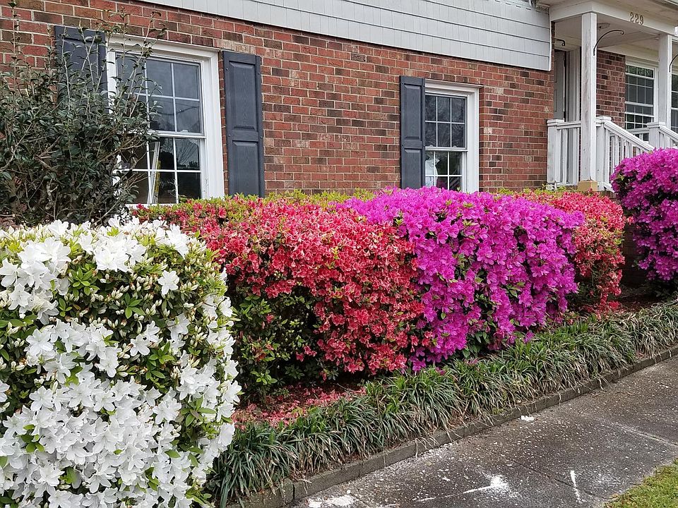 Mature Landscaping