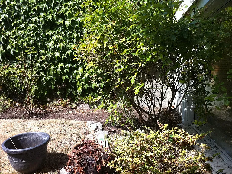 Front Yard