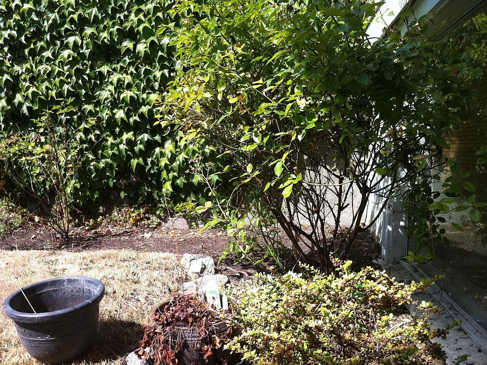 Front Yard
