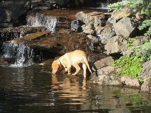Water feature pond one