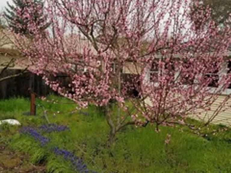 Orchard — Photo 11