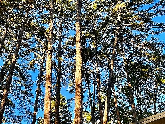 Mature pines over lot