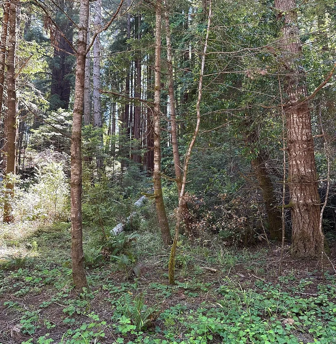 10181 Sorcerer Wood - Photo 1