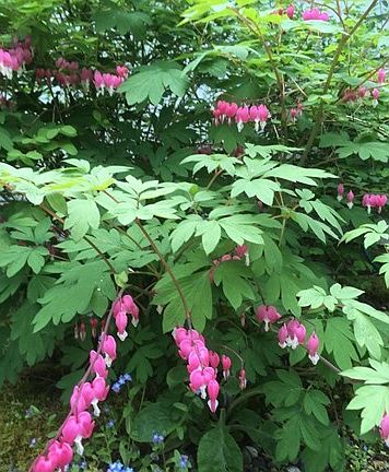 some of the wildflowers: Bleeding Heart and Forget-Me-Not