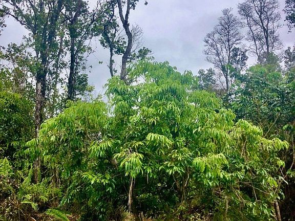 4th image of Lehua St Lot 6850
