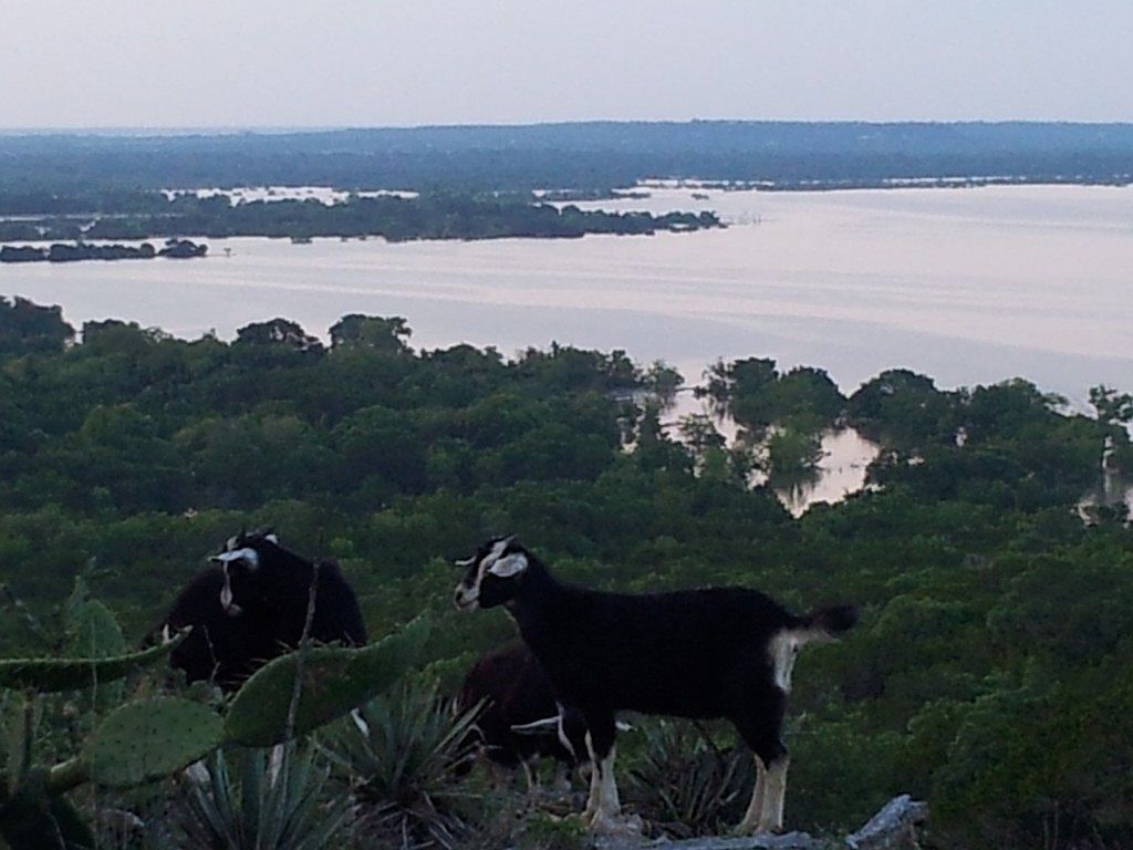 13842 Fm 56, Kopperl, TX 76652 Zillow