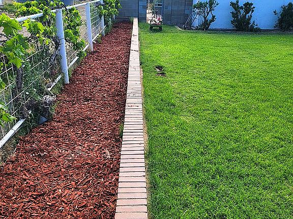 front yard grape vines