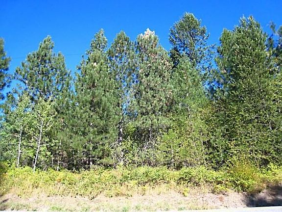 Tall Trees