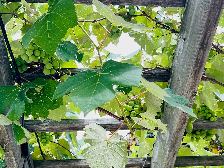 Grapes