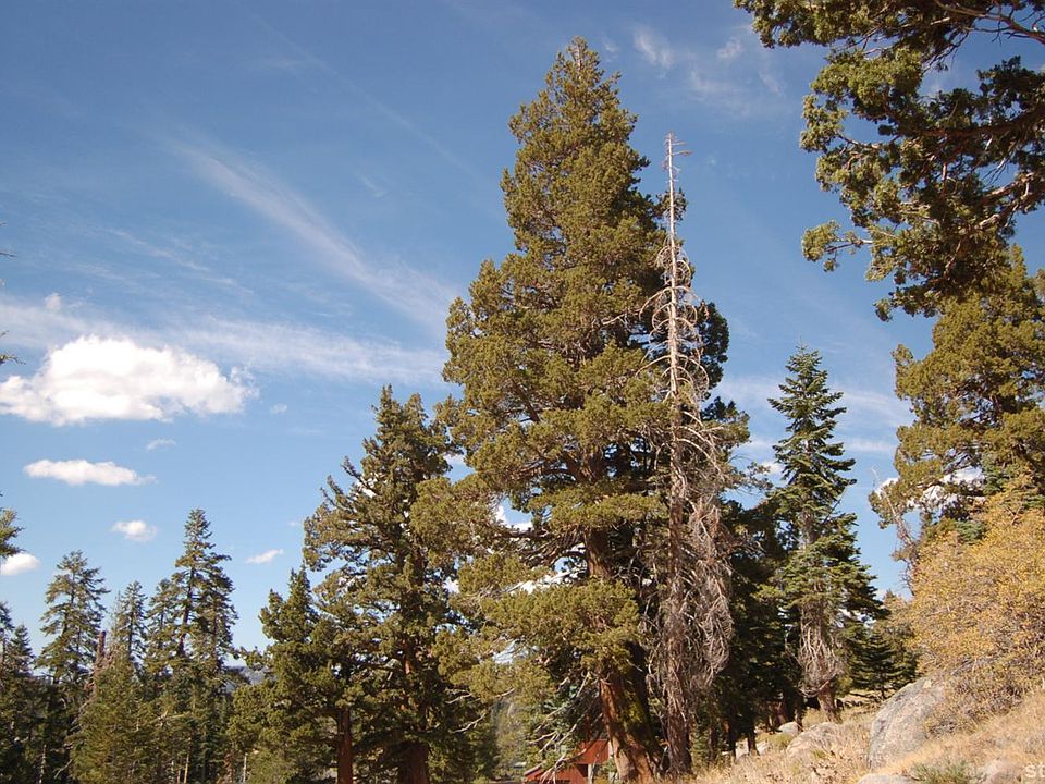 2nd image of 203 Larkspur Dr
