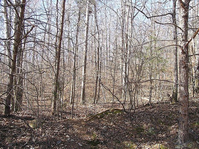 2nd image of 75 Cove Creek Rd