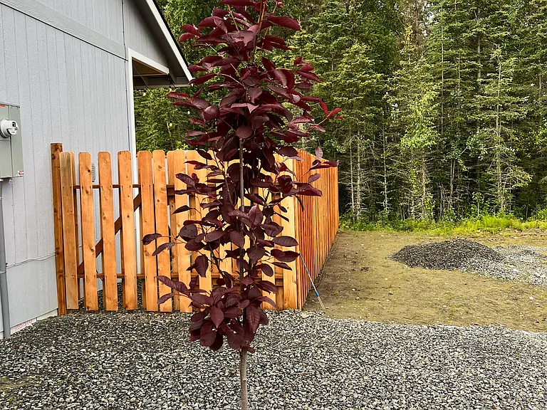 Fenced in Back yard