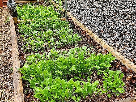 Raised Gardens