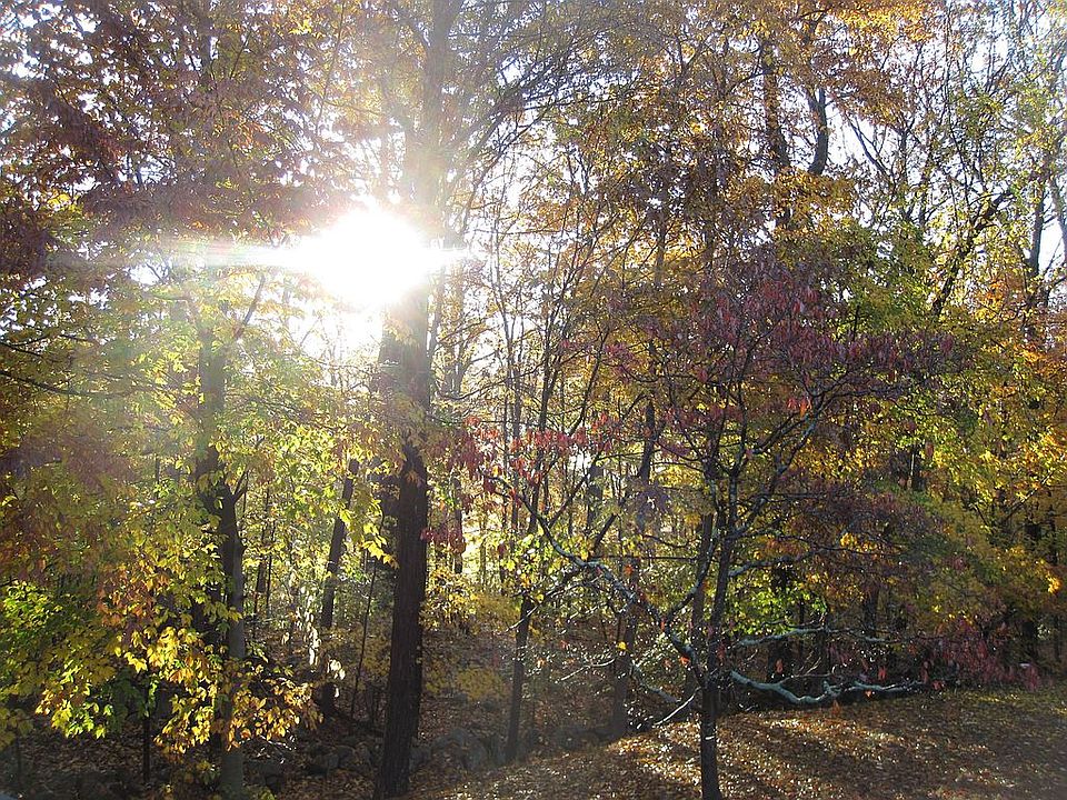 Sunrise over The Town Forest from deck.