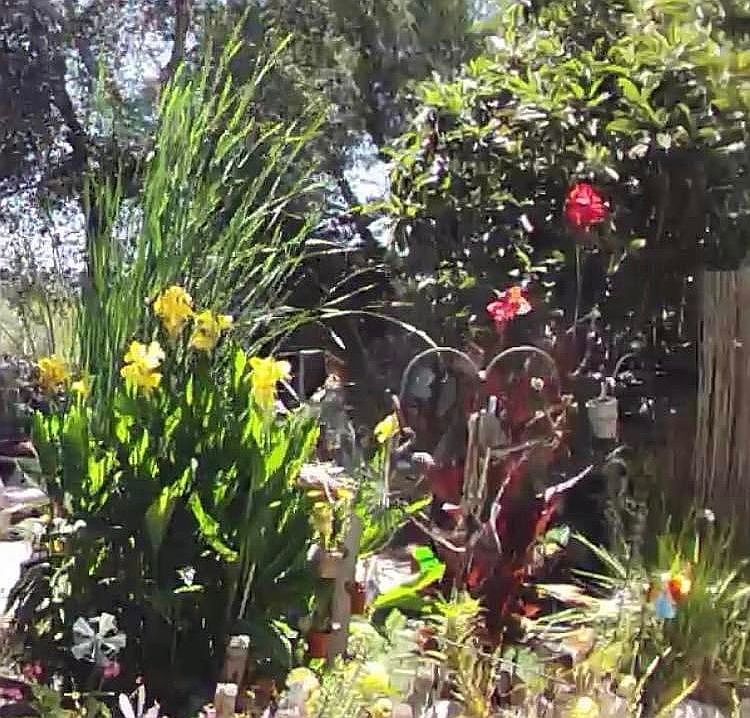 Pond surrounded water garden