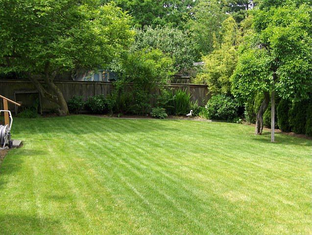 Backyard 3