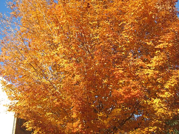 Front Yard Sugar Maple