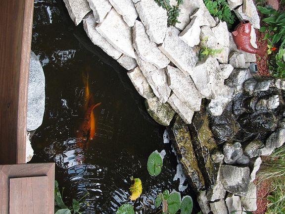Koi pond