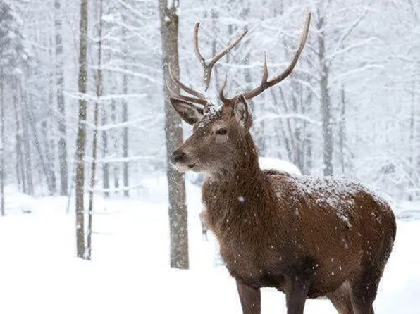 0 Mallard Ln, Bushkill, PA 18324