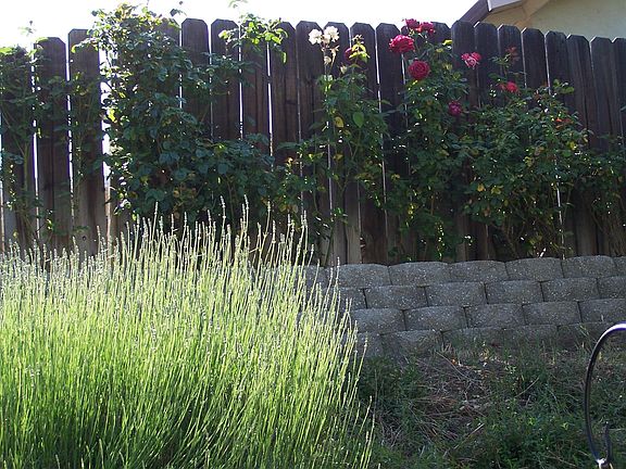lavender and roses