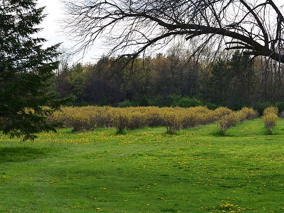Rows and rows of blueberries