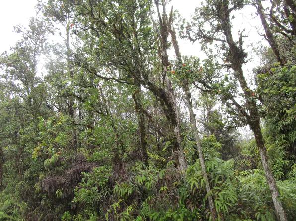 Nene St Lot 28, Mountain View, HI 96771