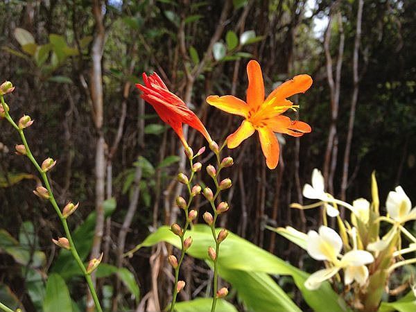 Wildflowers on lot 2619