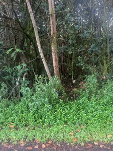 23rd Ave Lot 204, Keaau, HI, 96749