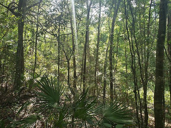 Trees!