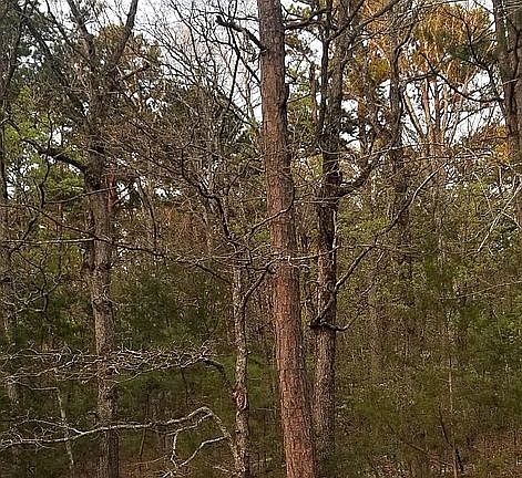 2nd image of Lynn Creek Dr