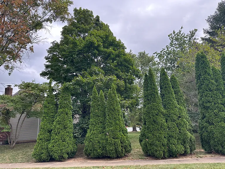 15 Linden Ln — Photo 18