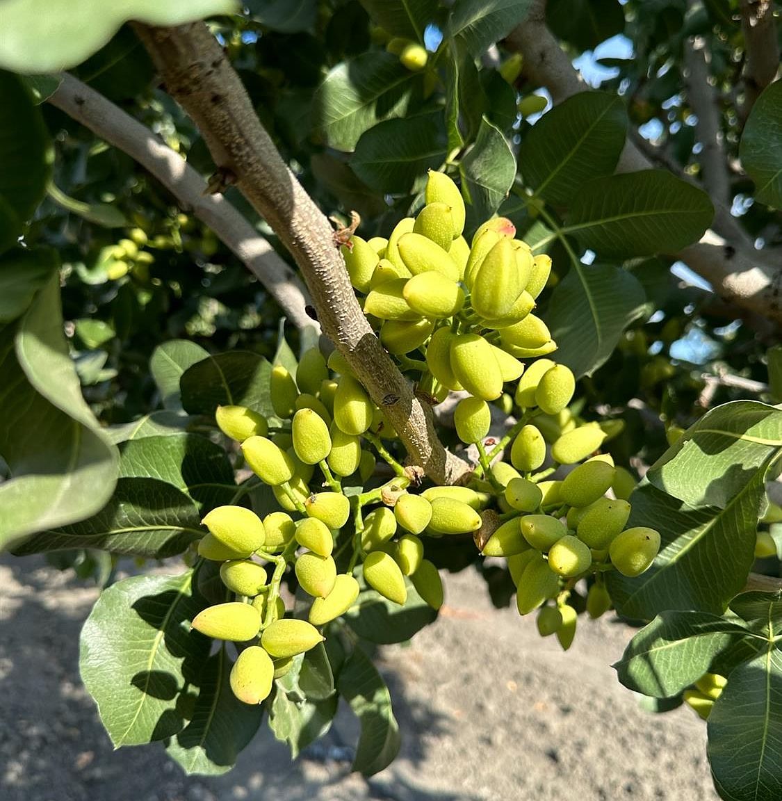 9832 S Colusa Ave, San Joaquin, CA 93660 MLS 596558 Zillow