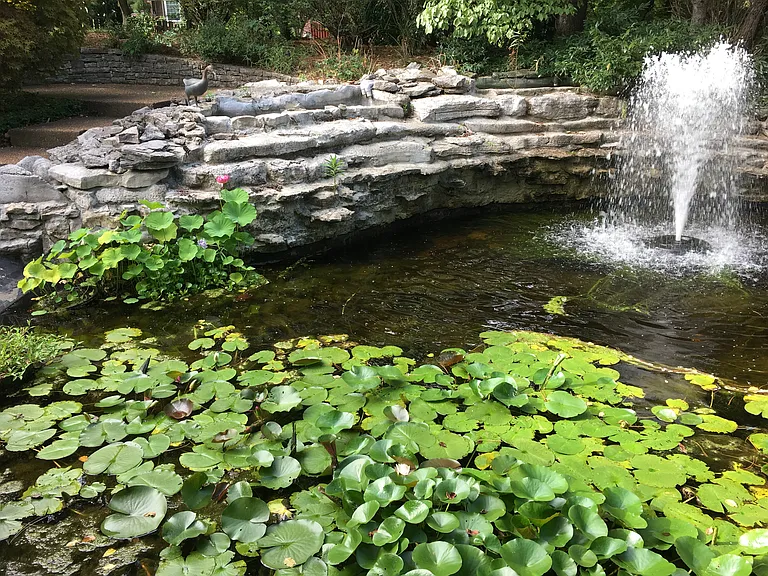 Koi Pond