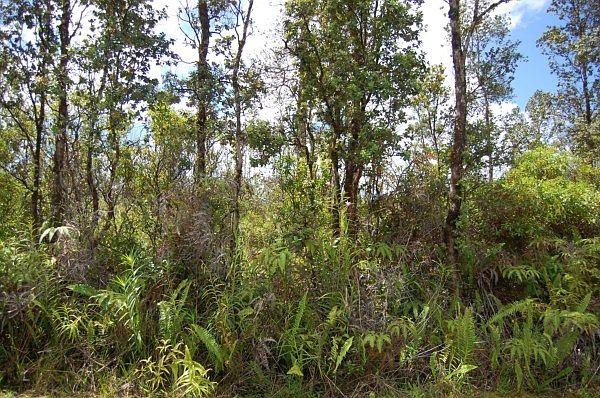 2nd image of 16-1376 Road 3 Lot 3022