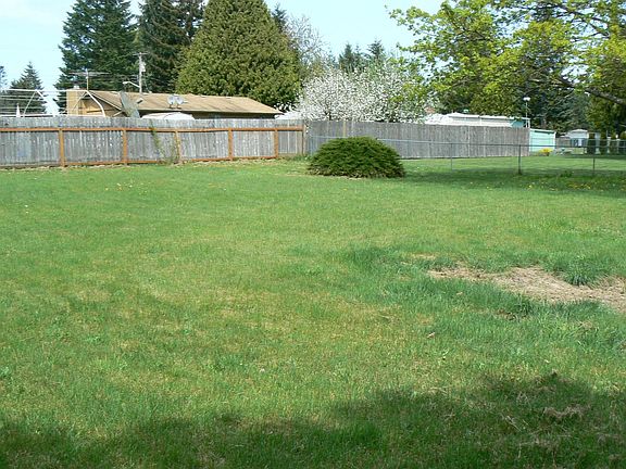 Back yard