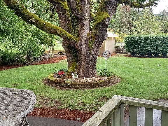 Oak tree