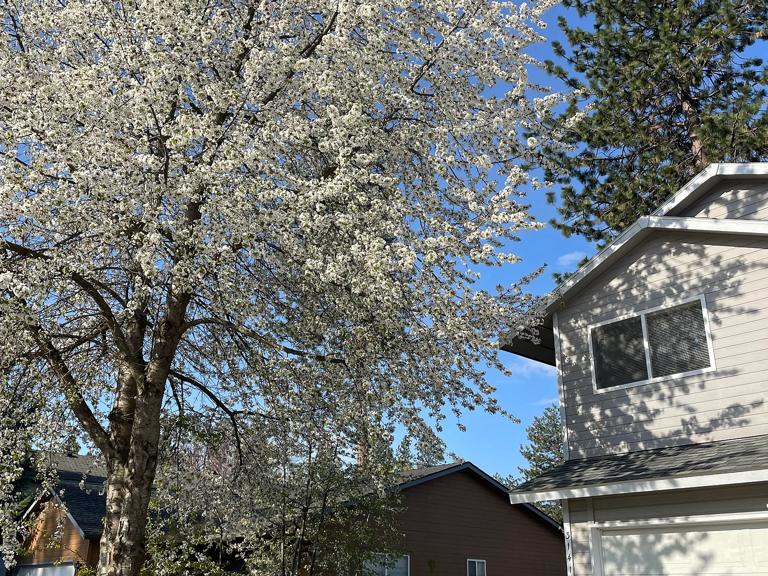 3 bed, 1343 sqft, $2,000 — Photo 3