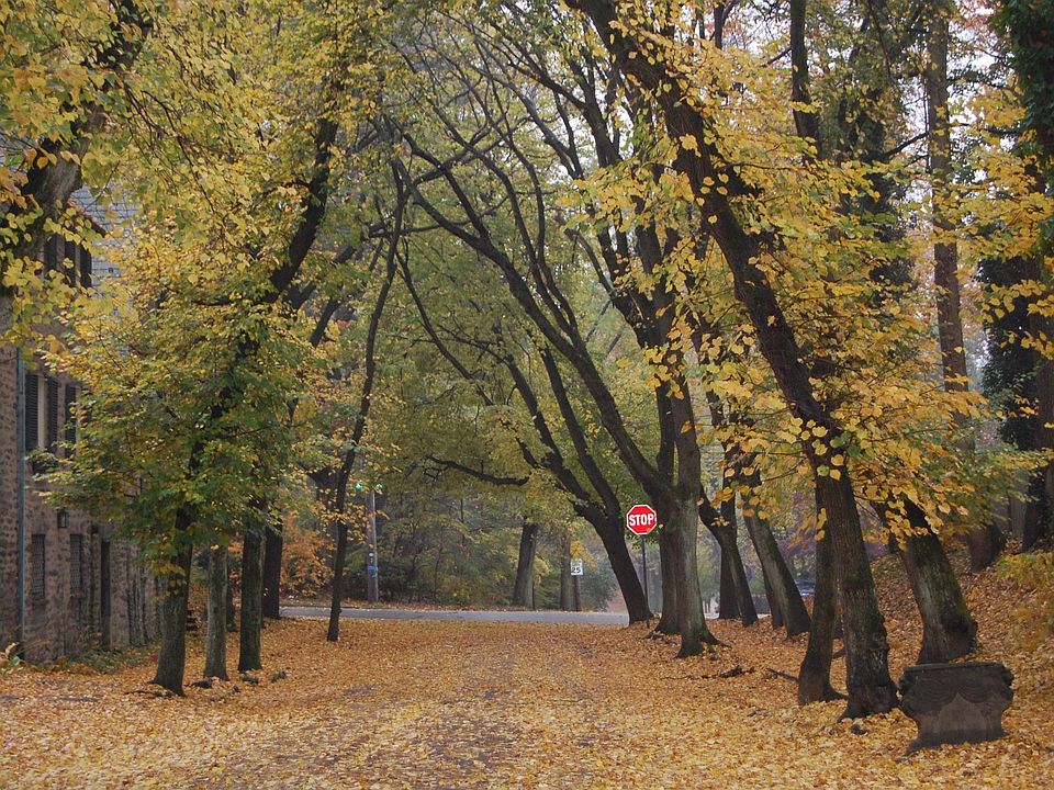 view of elbow lane in the fall