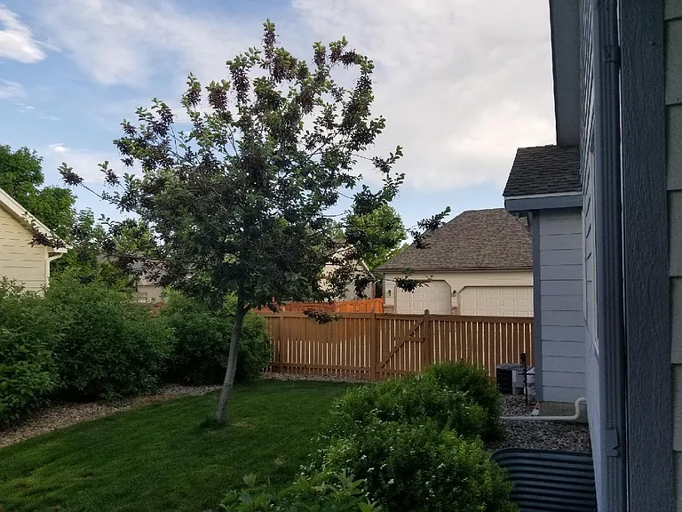 back yard