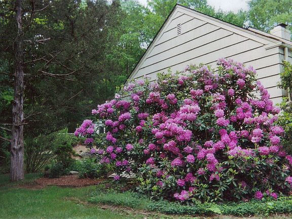 Foliage on side of house