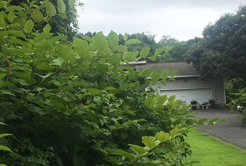 2nd image of 48 Central Ave